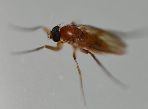 Megaselia sp.